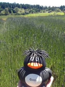 996810_546180115419910_779722517_n