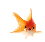 Will the goldfish stay or go?