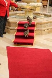 The Peabody Ducks waddle the red carpet
