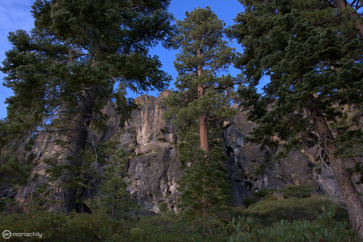 trees_739x493