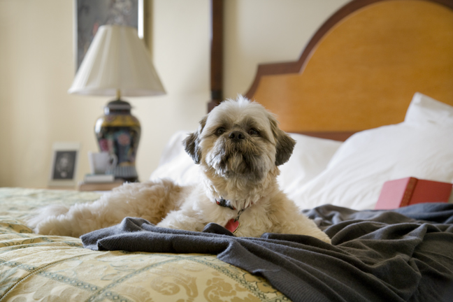 Hotel Providence dog on bed